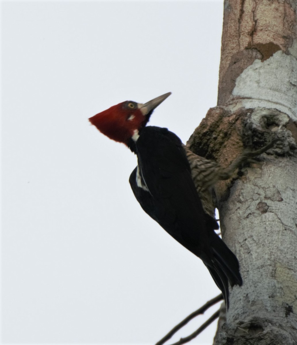 Crimson-crested Woodpecker - Sue Riffe