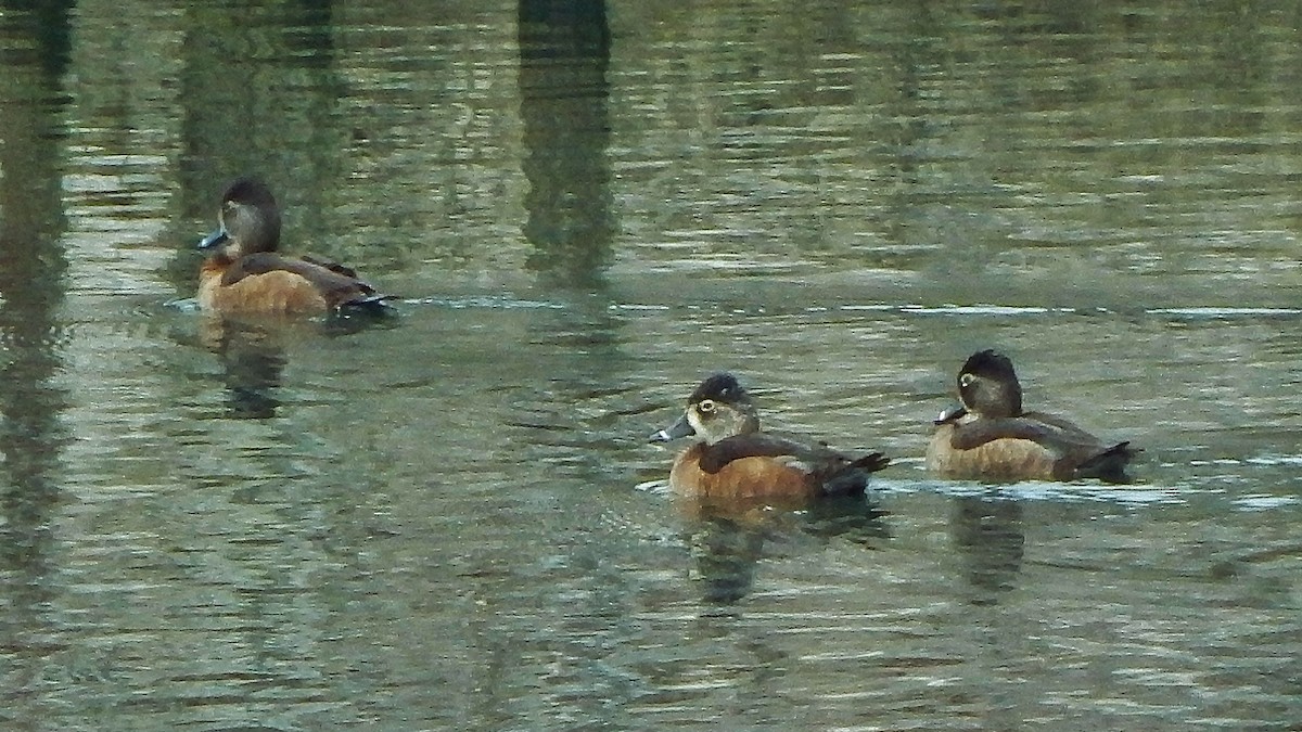 Ring-necked Duck - ML140251841