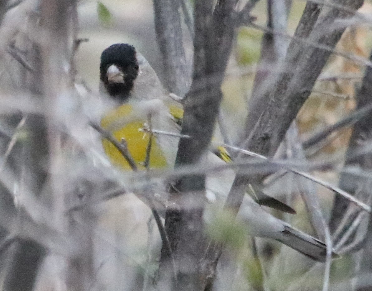 Lawrence's Goldfinch - ML140255271