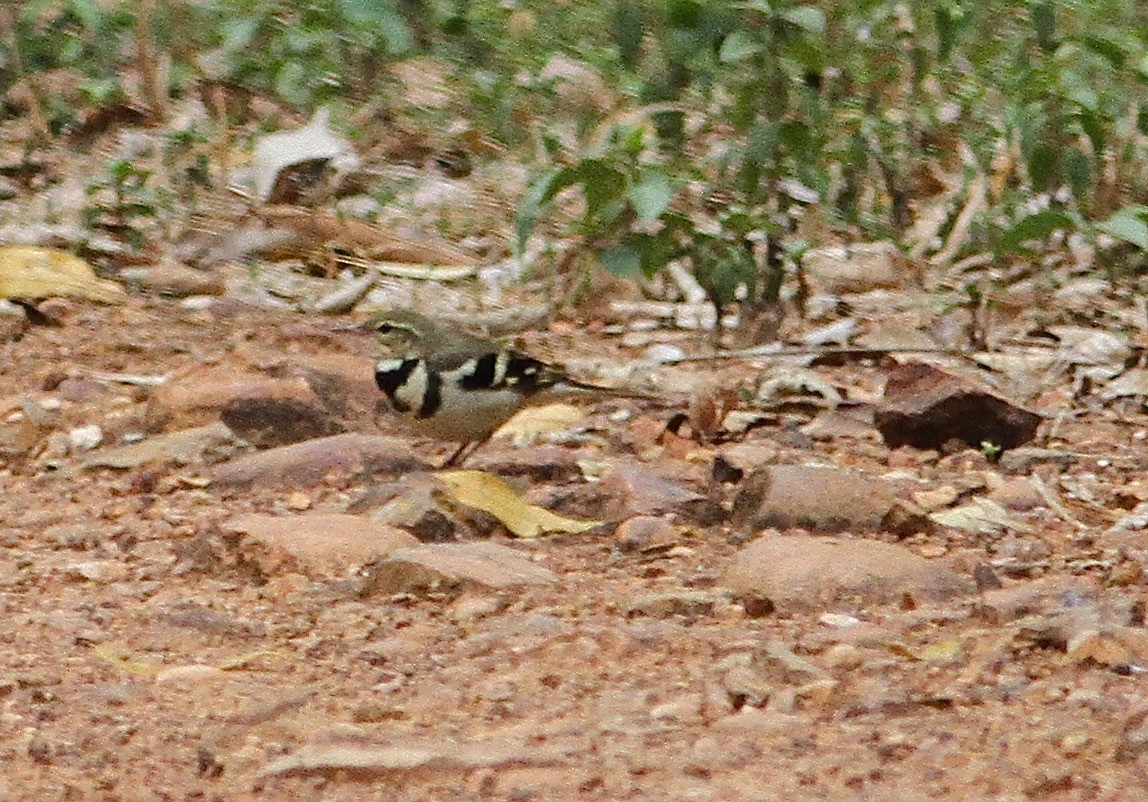 Forest Wagtail - ML140255651
