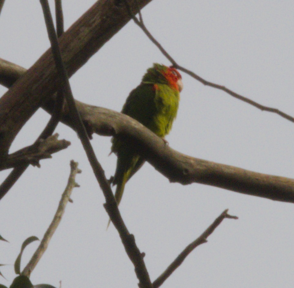 Guayaquil Papağanı - ML140255851