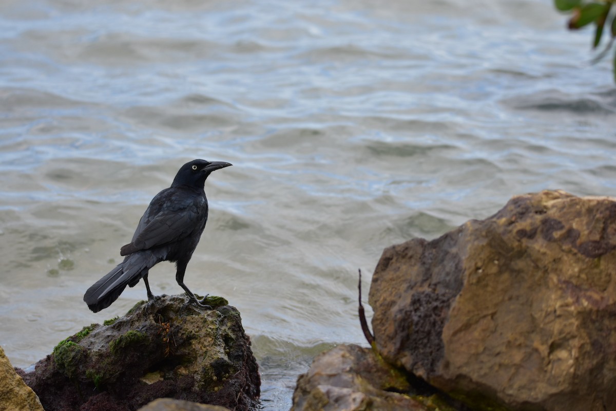Great-tailed Grackle (Great-tailed) - ML140256871