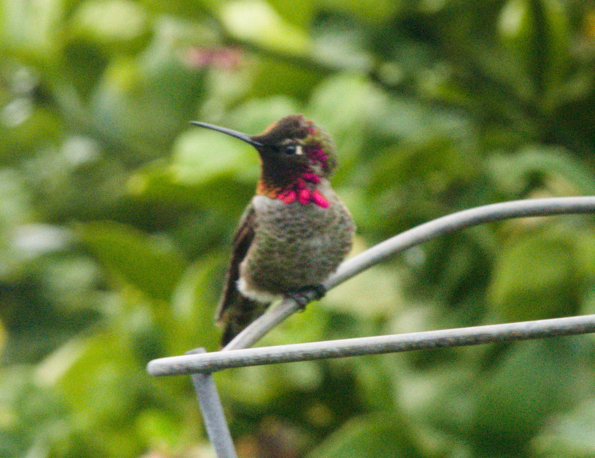 Anna's Hummingbird - Gary Wood
