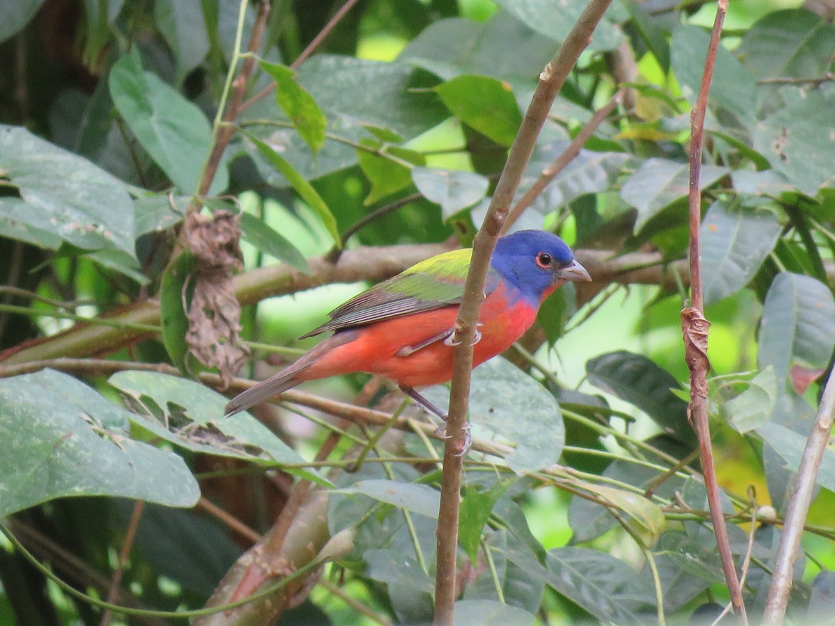 Painted Bunting - ML140257341
