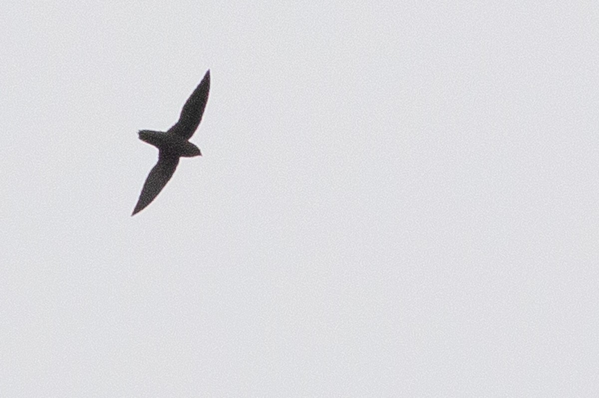 Short-tailed Swift (Short-tailed) - Angus Pritchard