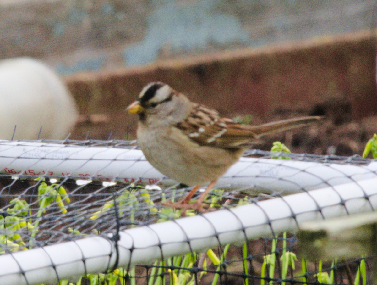 White-crowned Sparrow - ML140258491