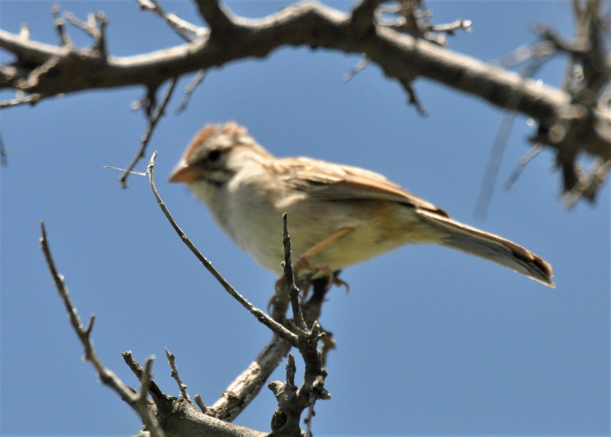Rufous-winged Sparrow - Jerry Davis