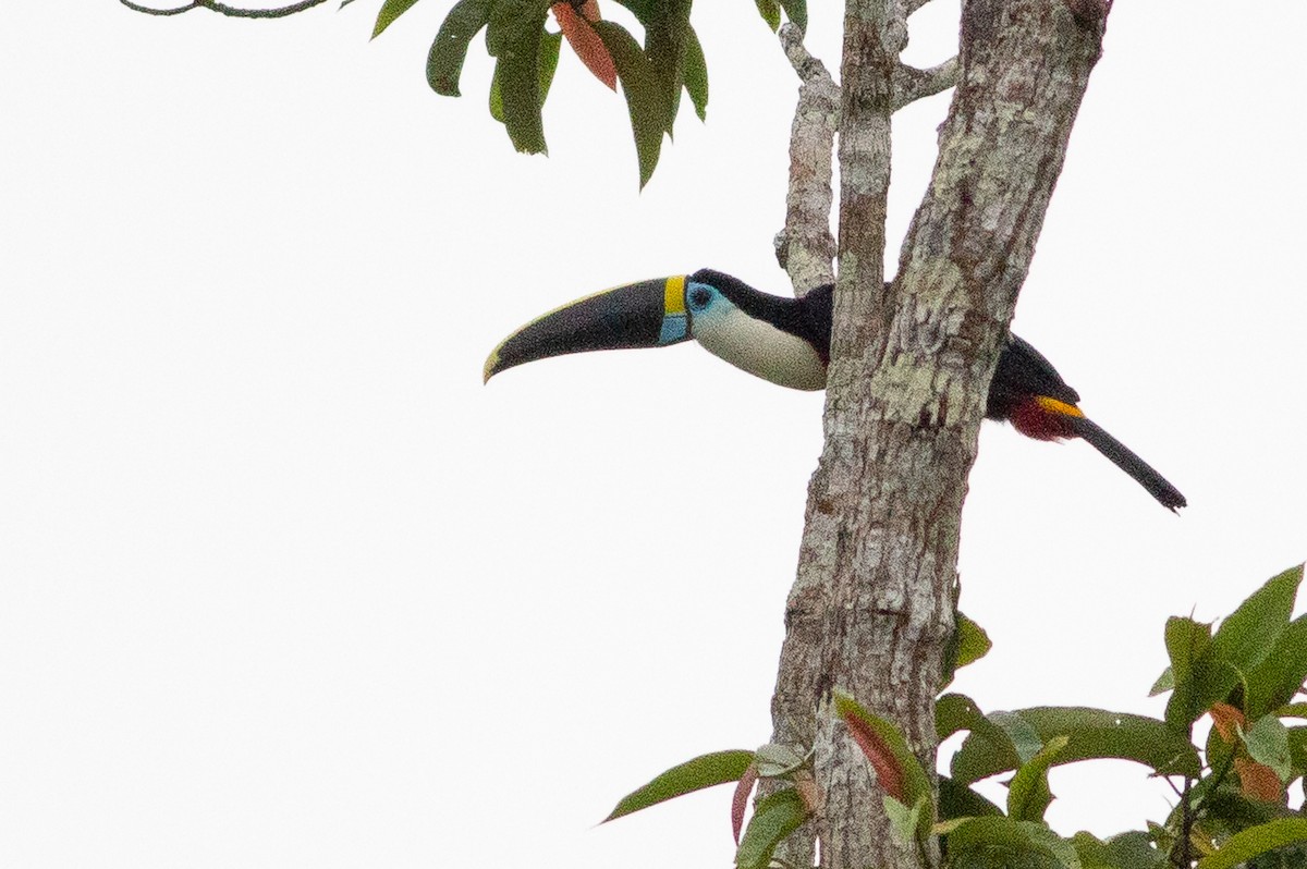 White-throated Toucan - Angus Pritchard