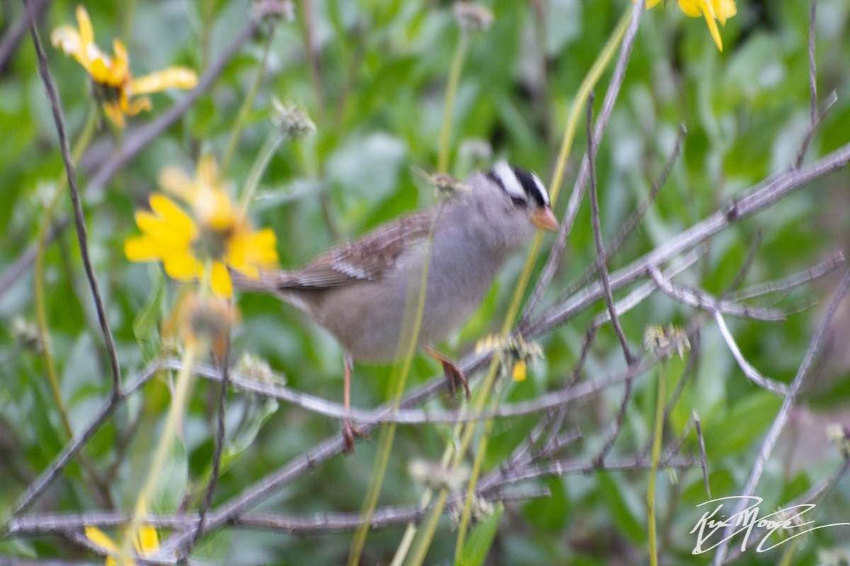 White-crowned Sparrow - ML140261011