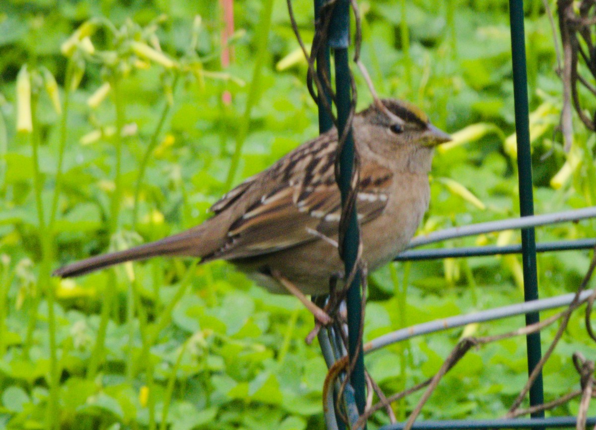 Golden-crowned Sparrow - ML140261501