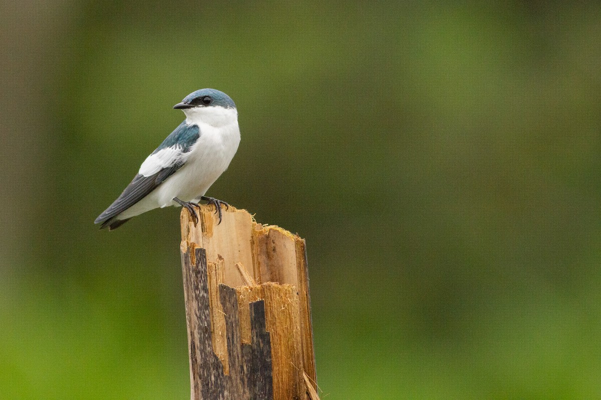 White-winged Swallow - ML140261511