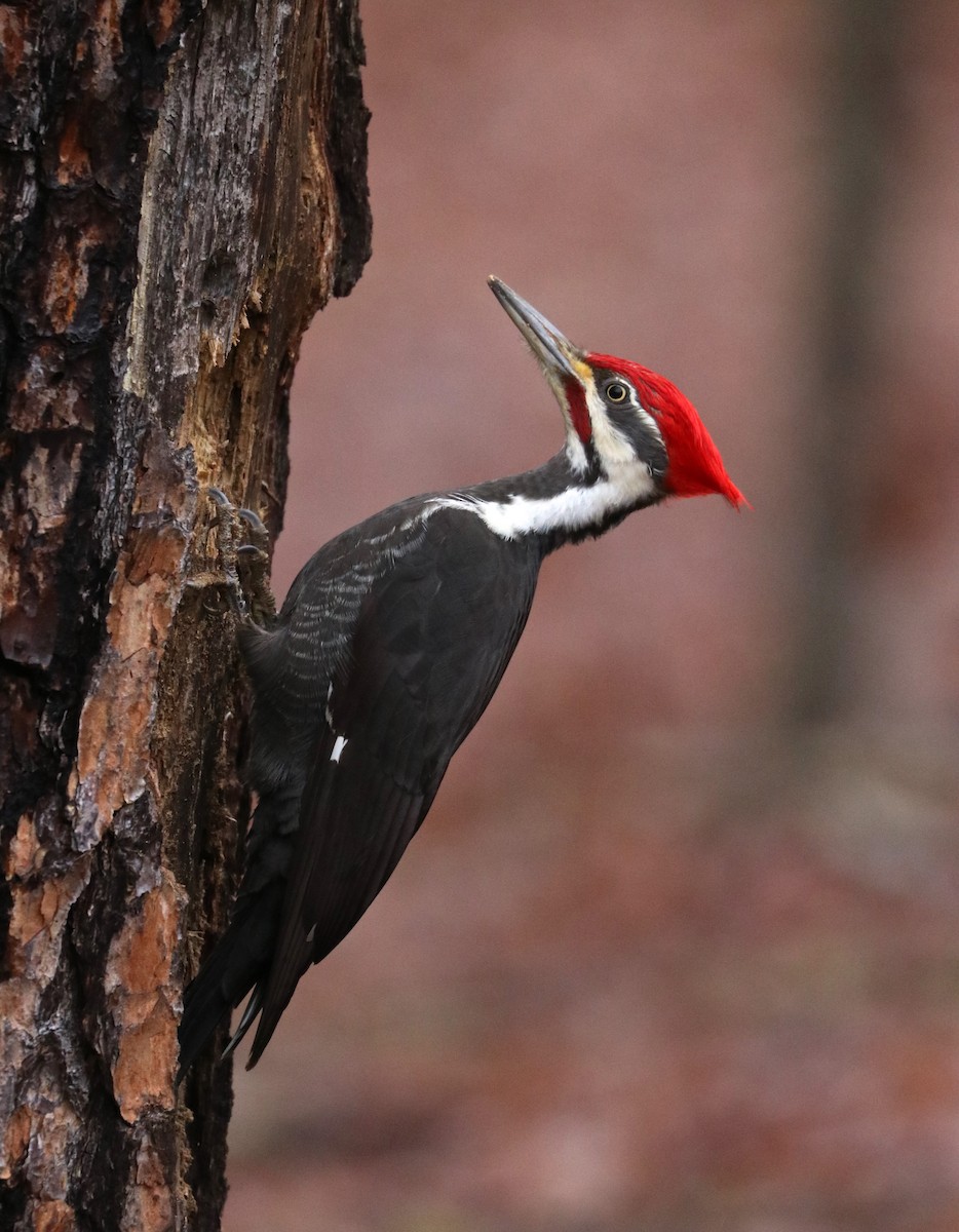 Pileated Woodpecker - ML140261671