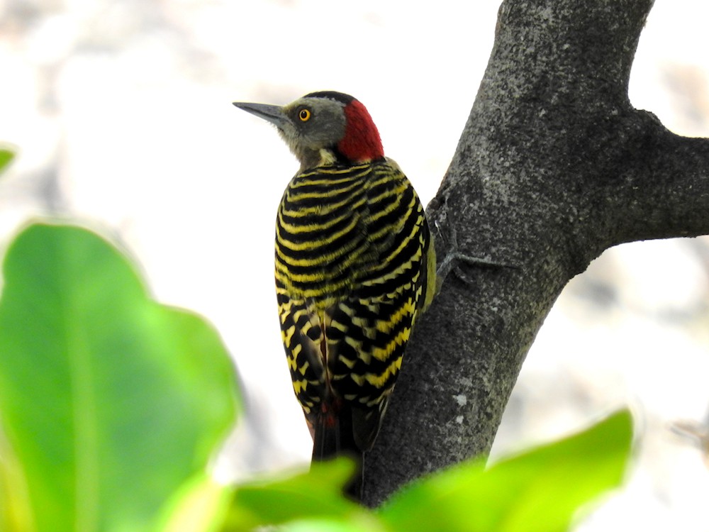 Hispaniolan Woodpecker - Gillian Mastromatteo