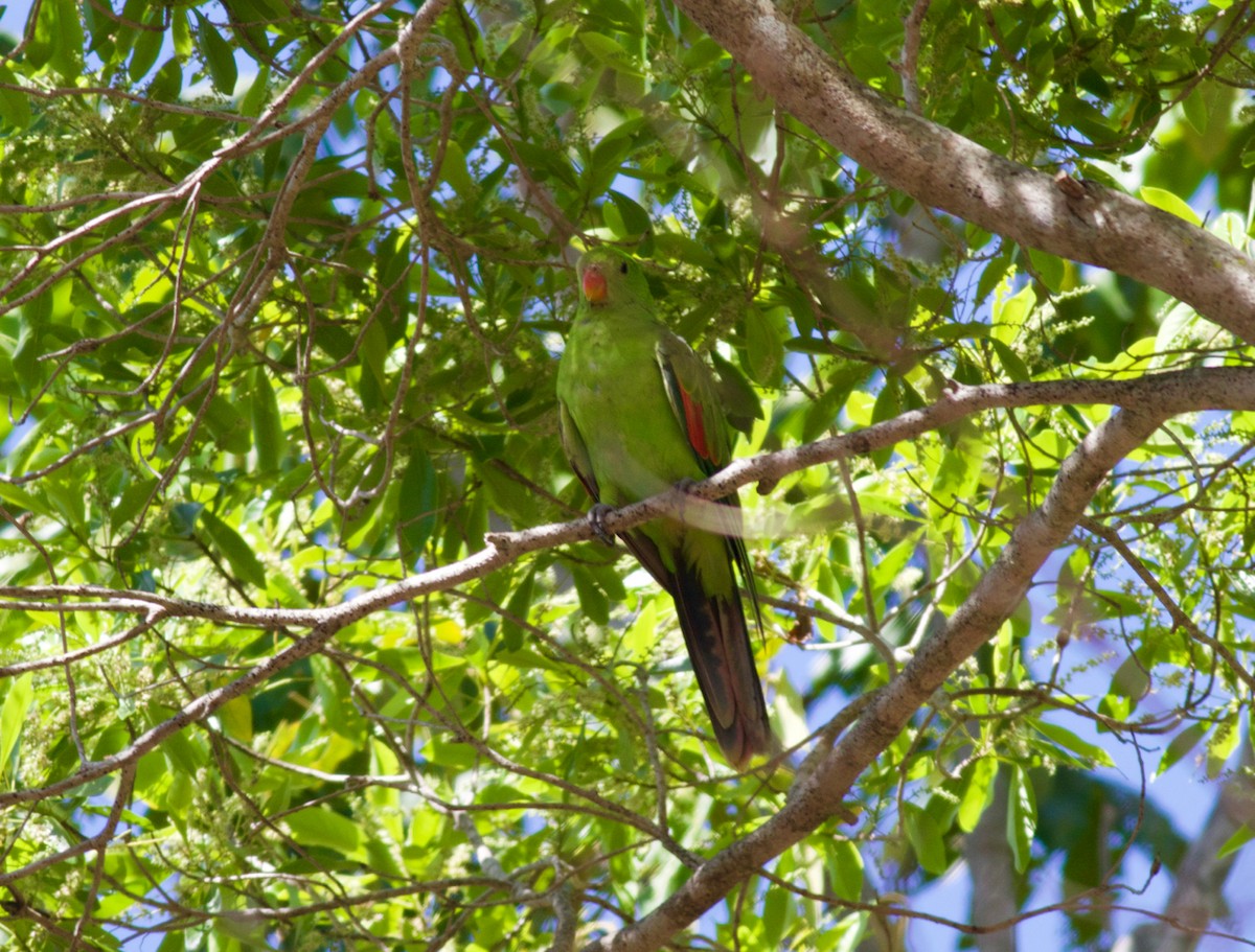 Red-winged Parrot - ML140262401