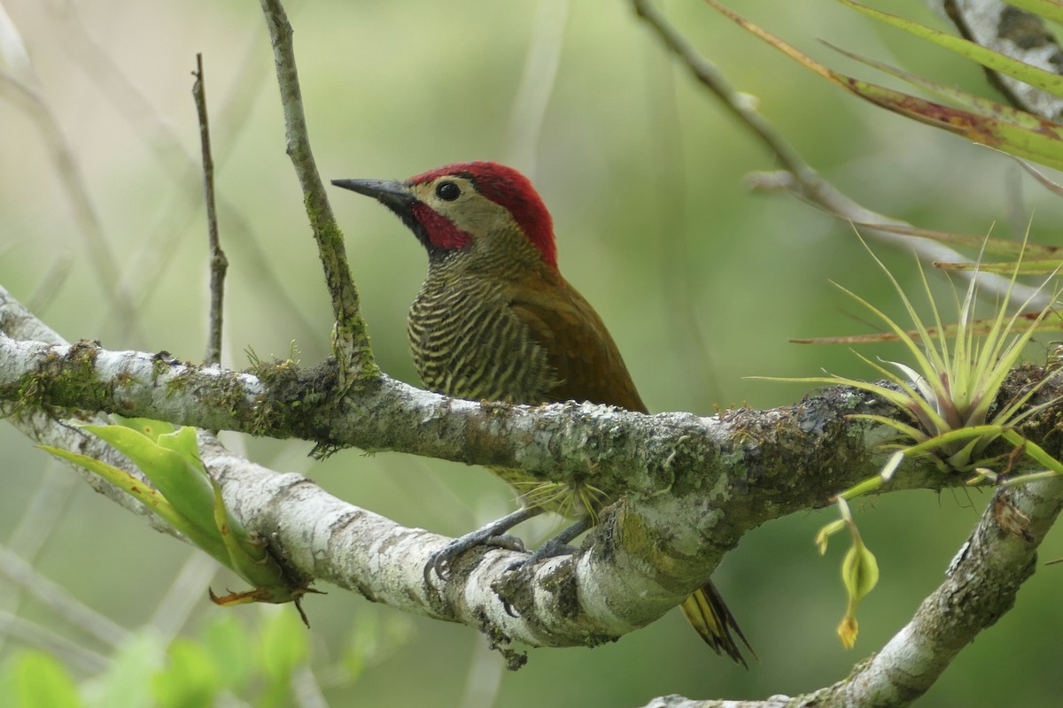 Golden-olive Woodpecker - Peter Kaestner