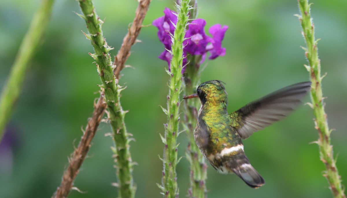 Black-crested Coquette - Walter Thorne