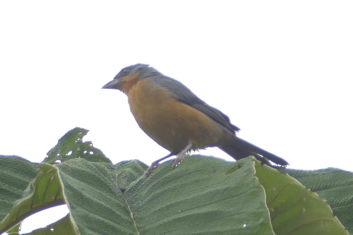Rufous-crested Tanager - ML140264271