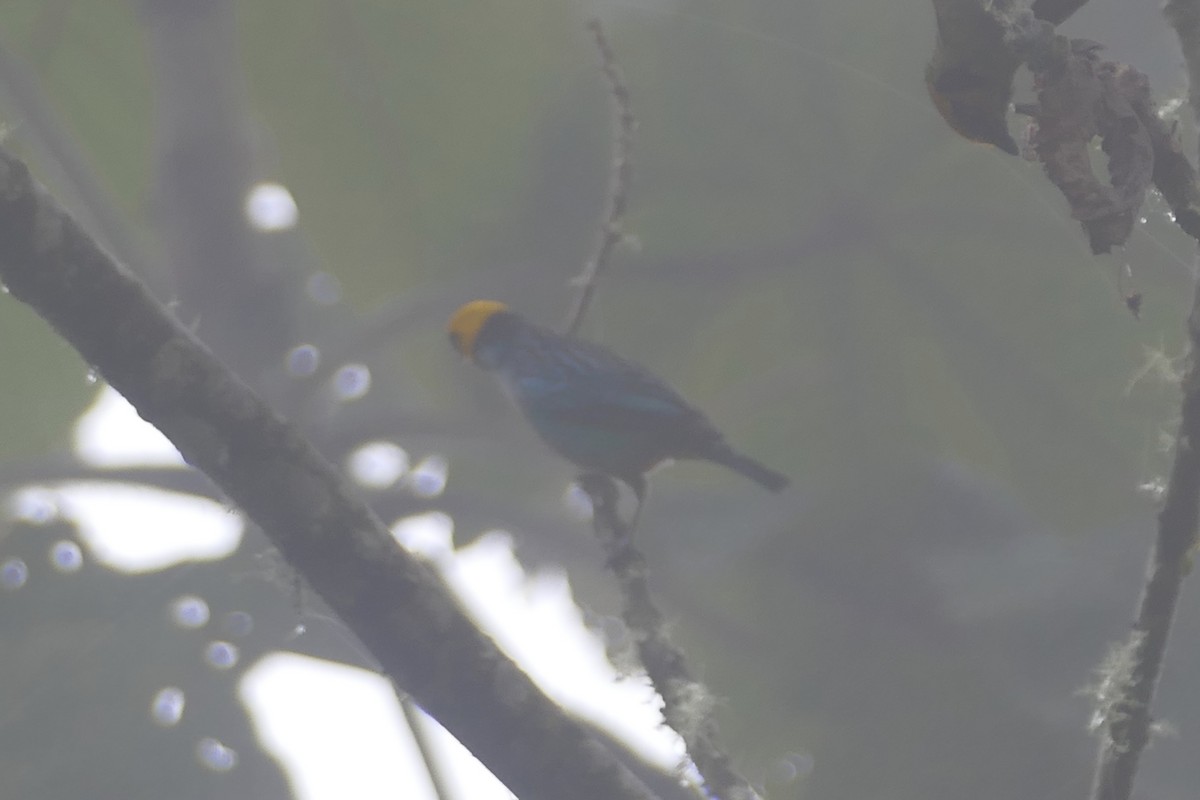 Saffron-crowned Tanager - ML140264511