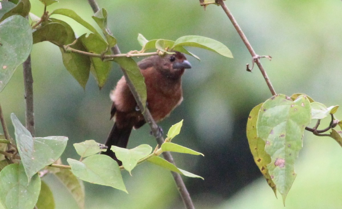 Silver-beaked Tanager - Gary Leavens