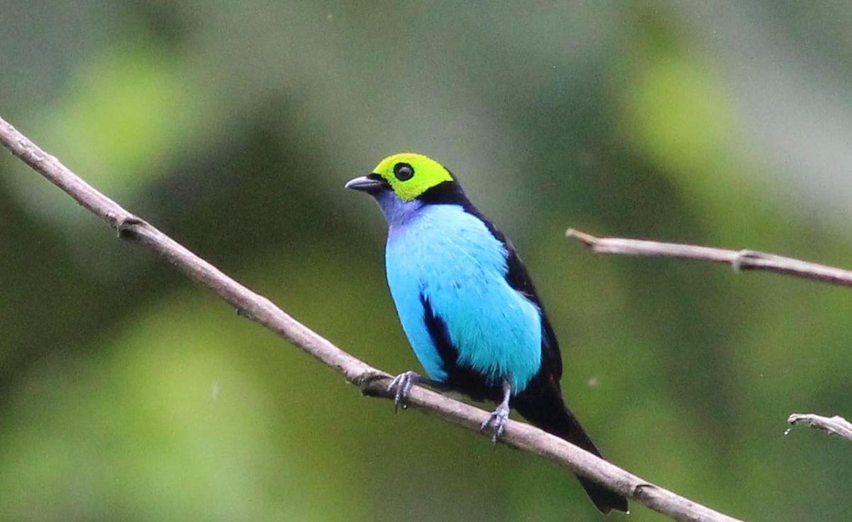 Paradise Tanager - Gary Leavens
