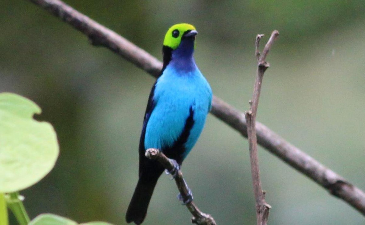 Paradise Tanager - Gary Leavens