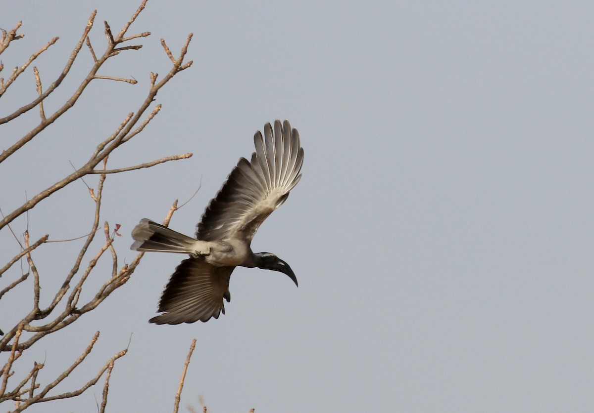 African Gray Hornbill - ML140269201
