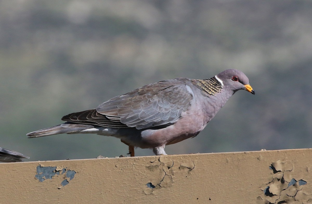 Band-tailed Pigeon - ML140269261