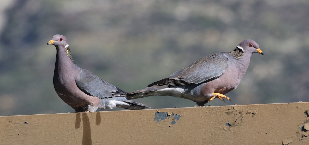 Band-tailed Pigeon - Tom Benson