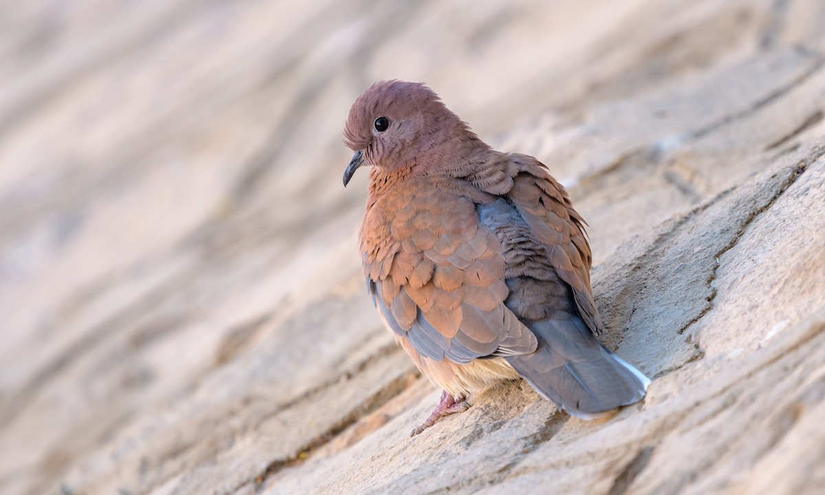 Laughing Dove - ML140269401