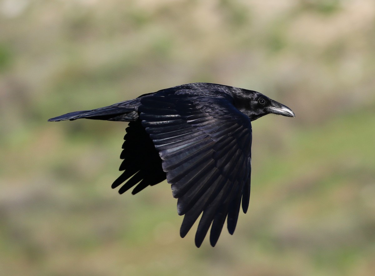 Common Raven - Tom Benson