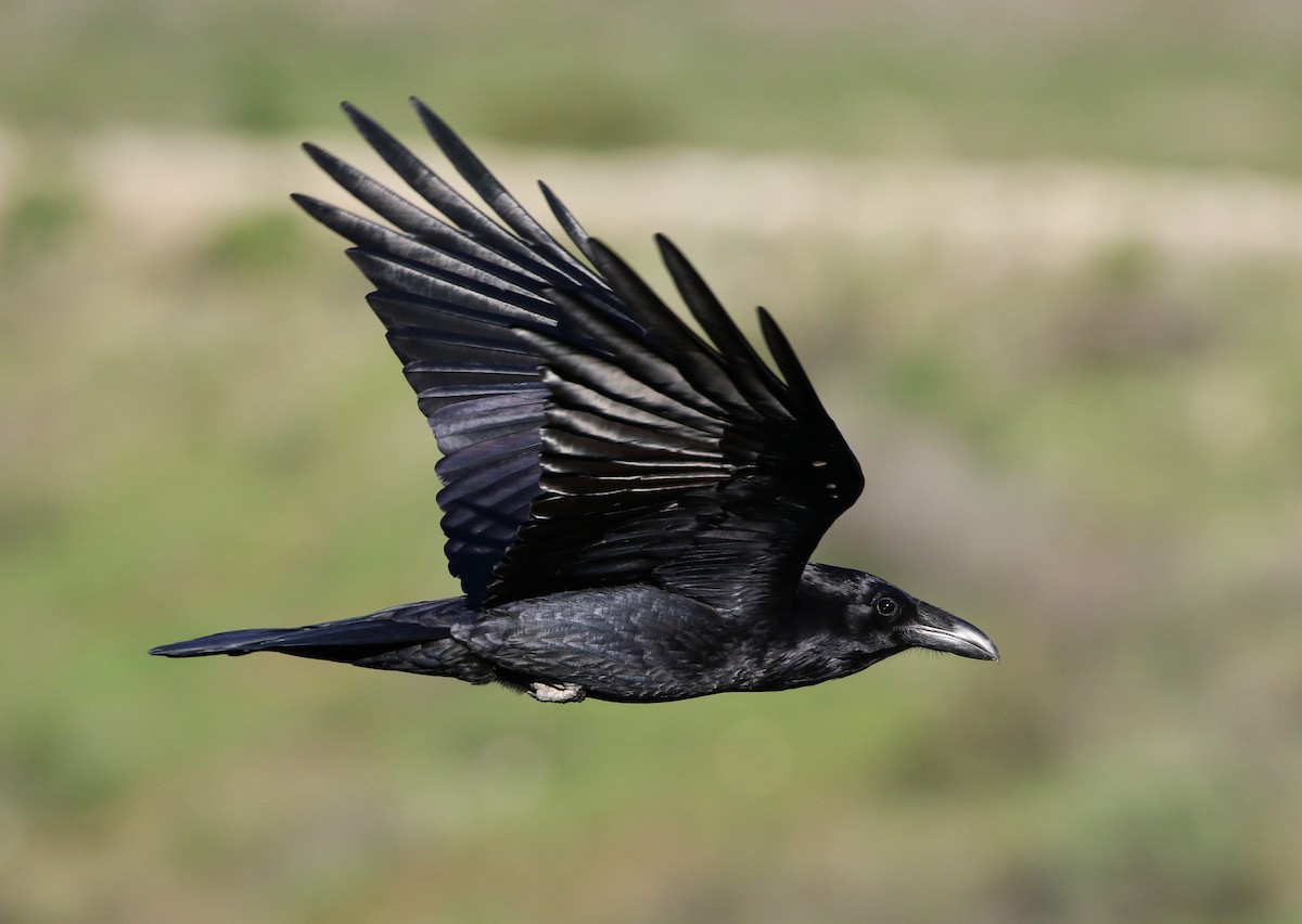 Common Raven - ML140269691