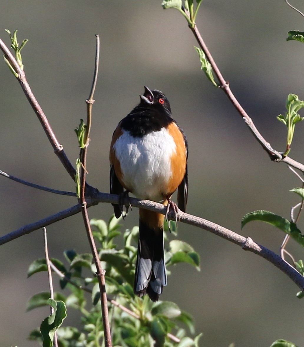 Spotted Towhee - ML140269701