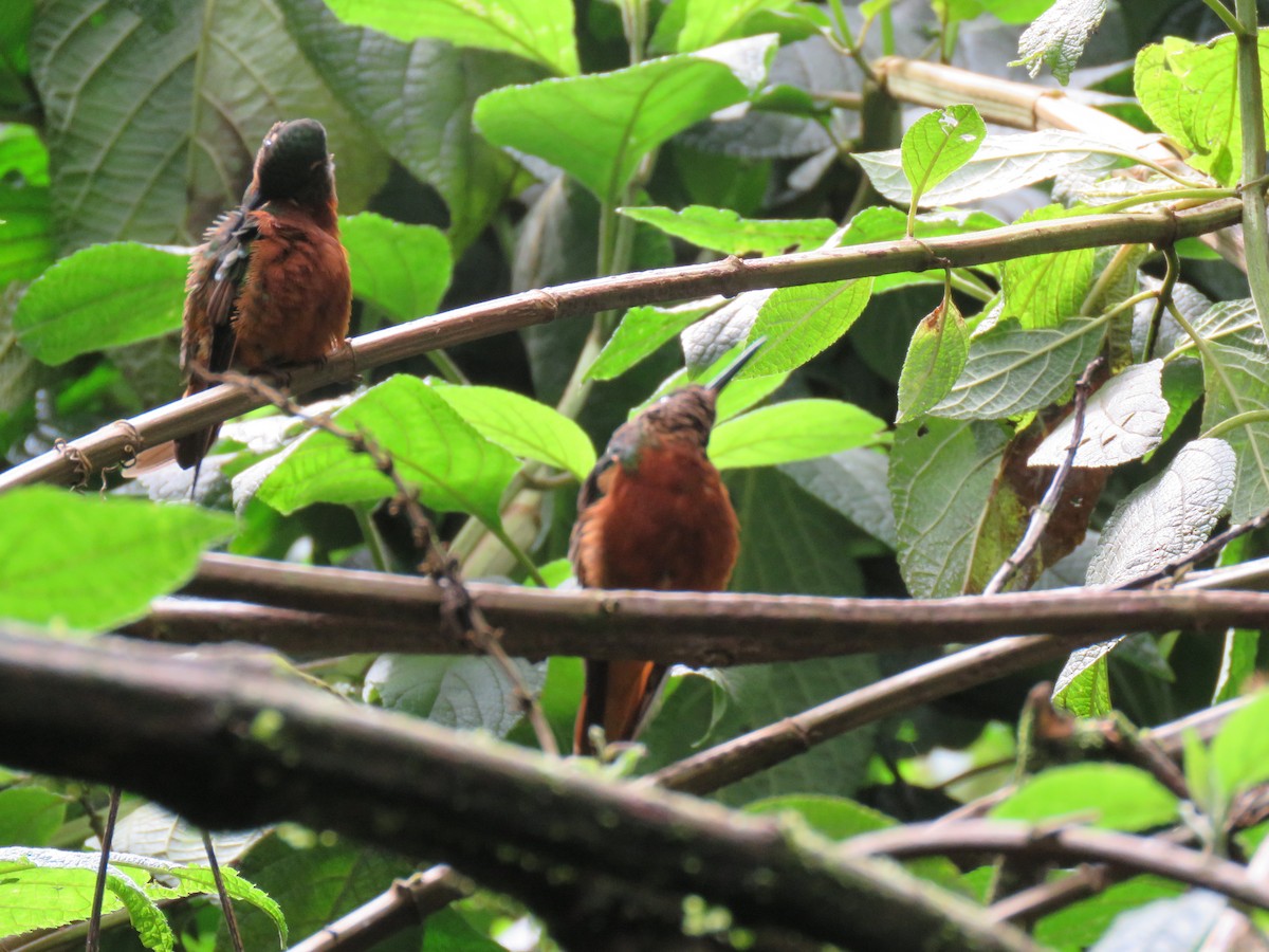Chestnut-breasted Coronet - Louise Falcon