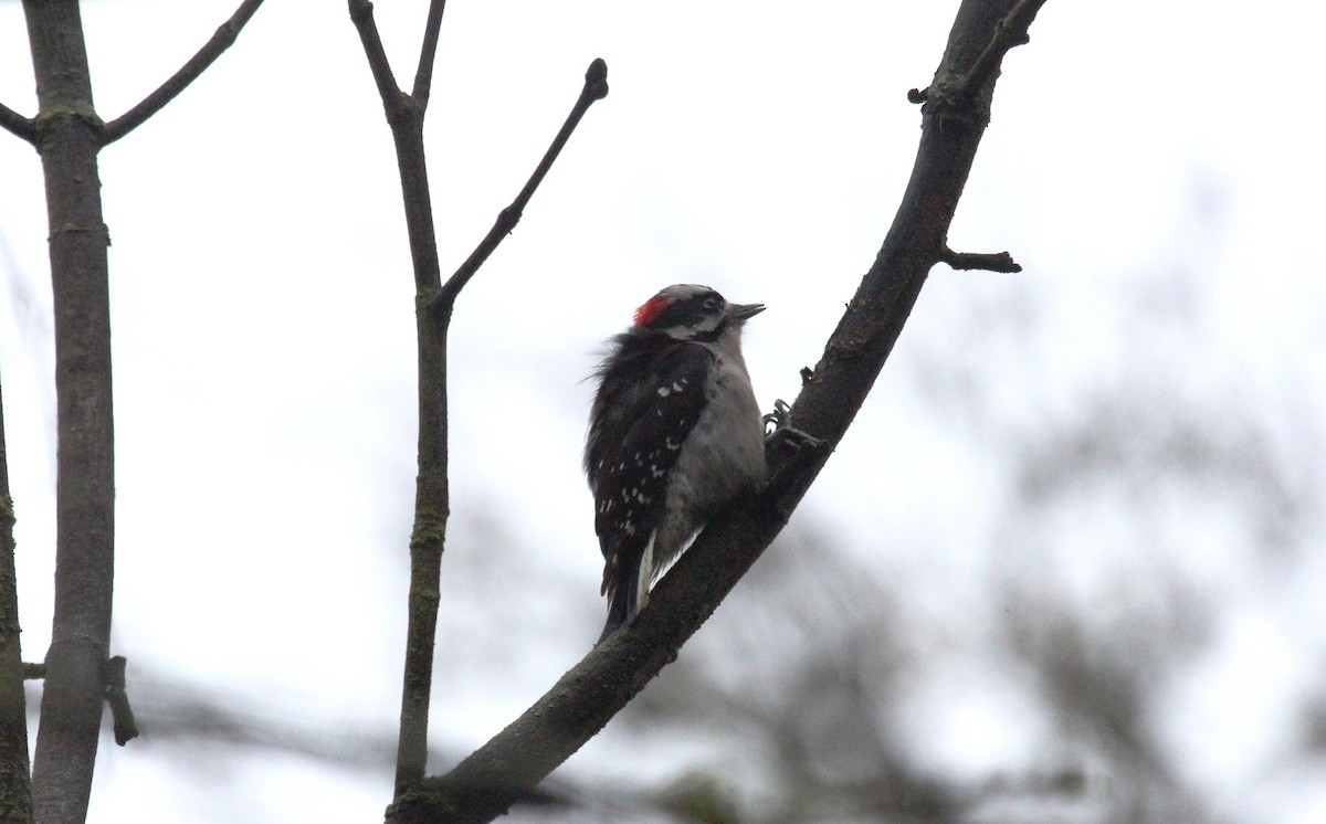 Downy Woodpecker - ML140269951