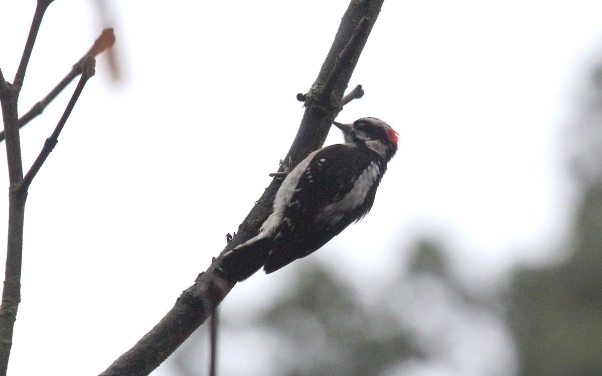 Downy Woodpecker - ML140269981
