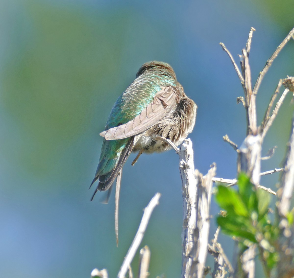 Anna's Hummingbird - ML140271391