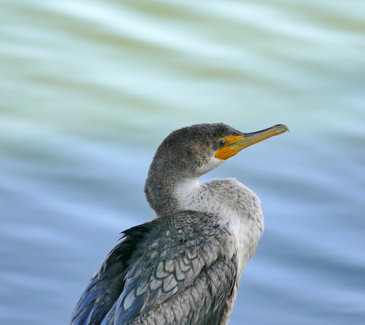 Double-crested Cormorant - Kitty ONeil