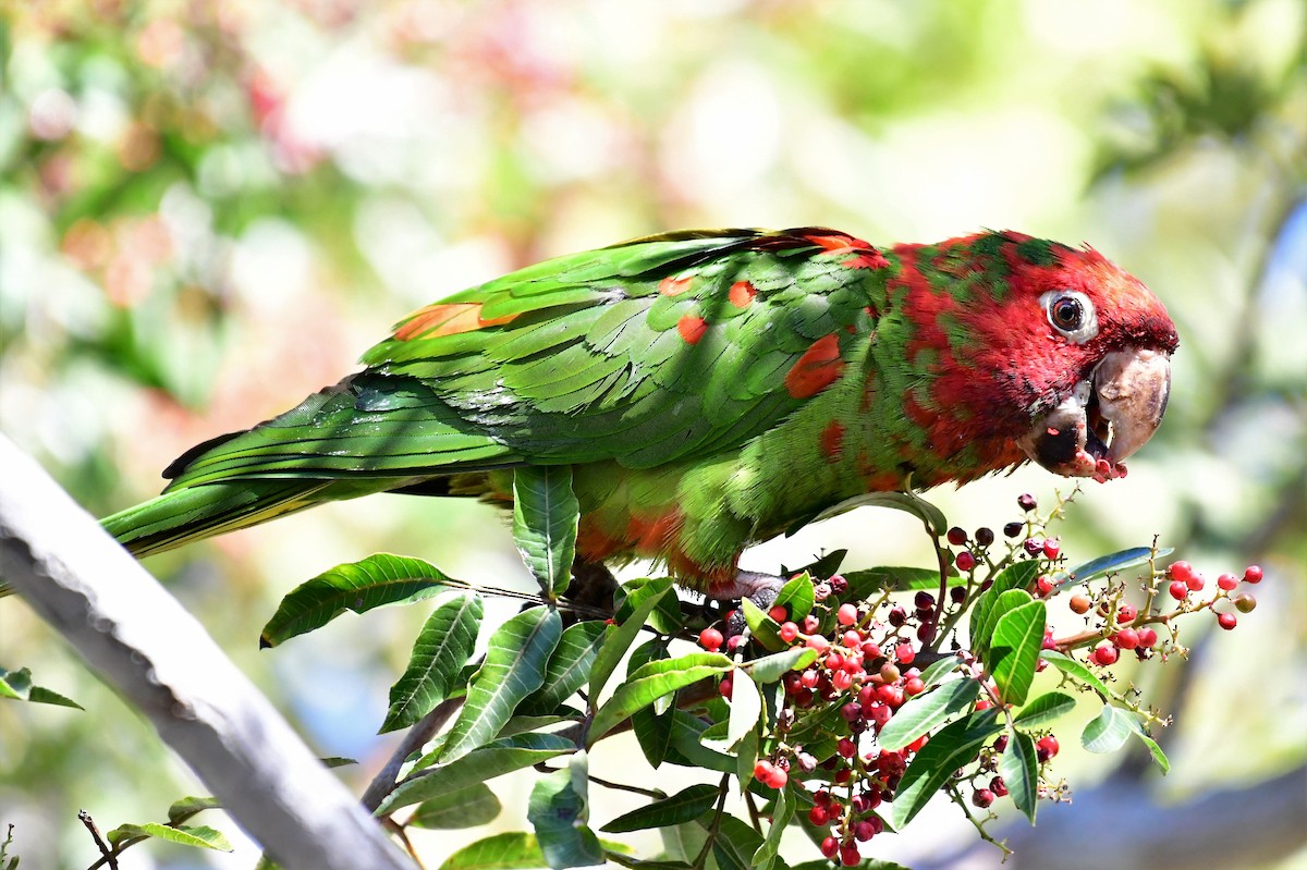 Mitred/Red-masked Parakeet - Sia McGown