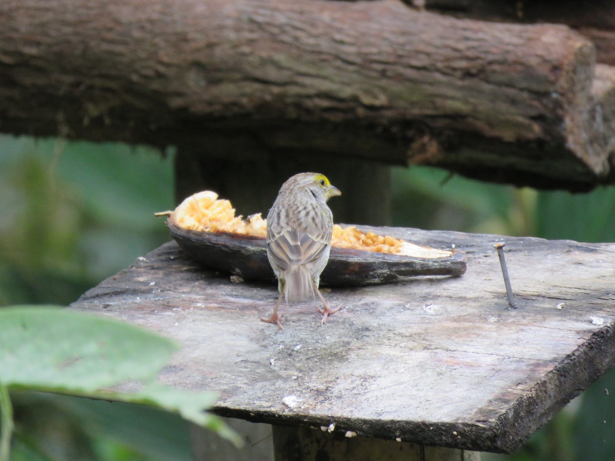 Yellow-browed Sparrow - ML140272881