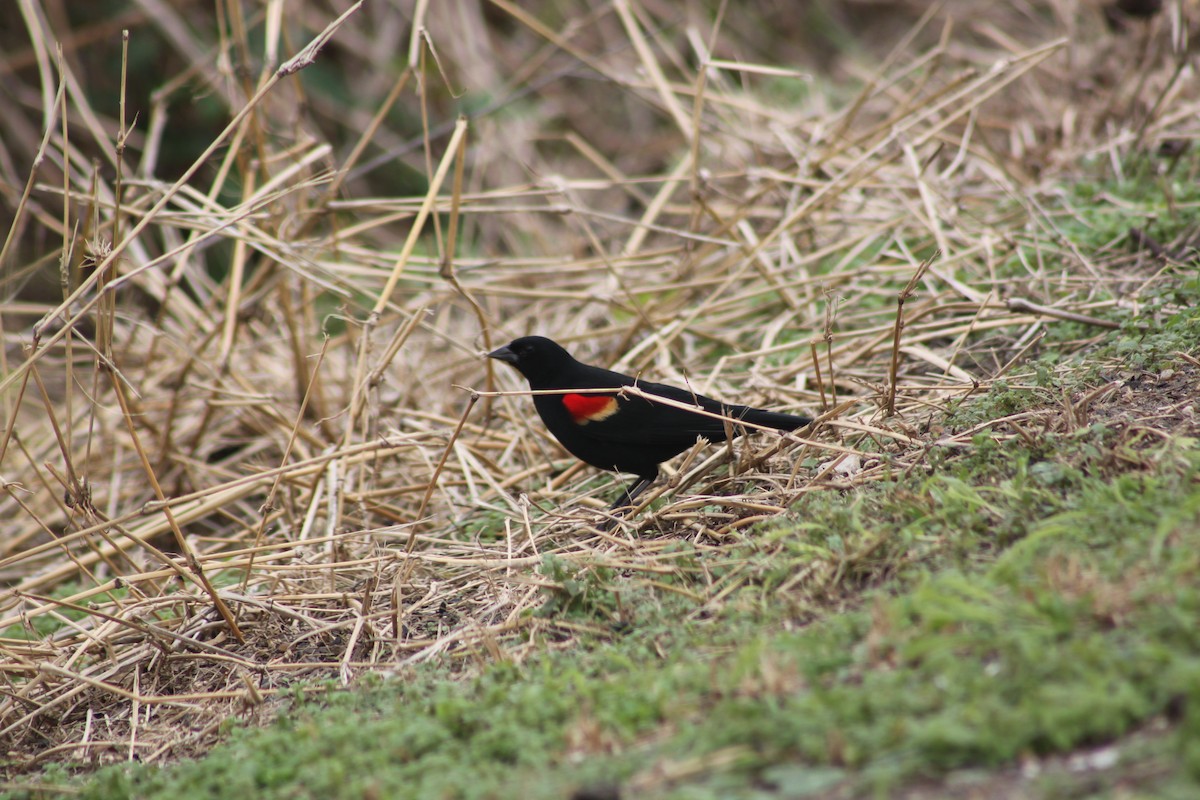 Red-winged Blackbird - ML140272981