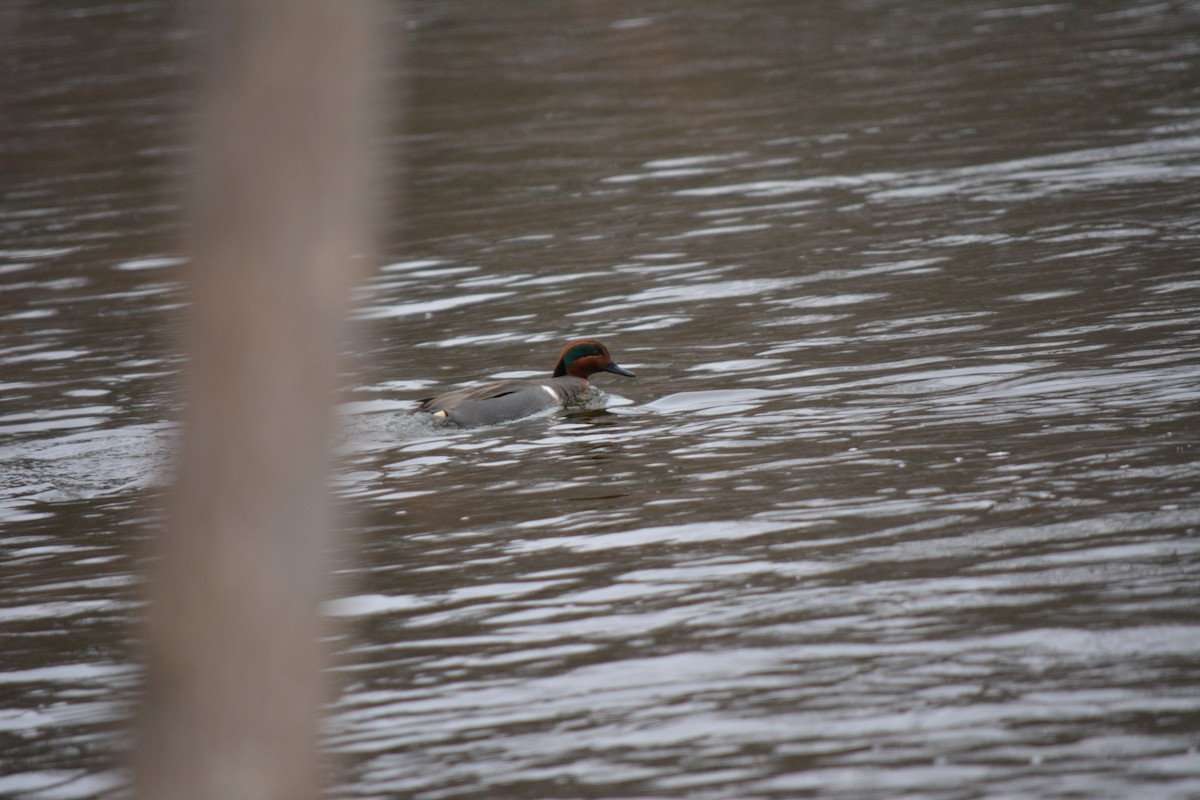 Green-winged Teal - ML140273051
