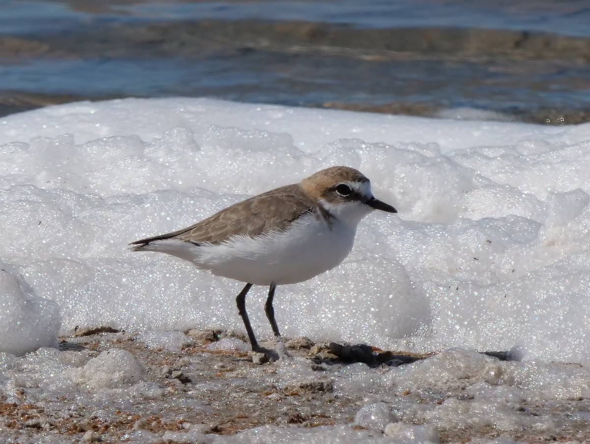 Red-capped Plover - ML140273931