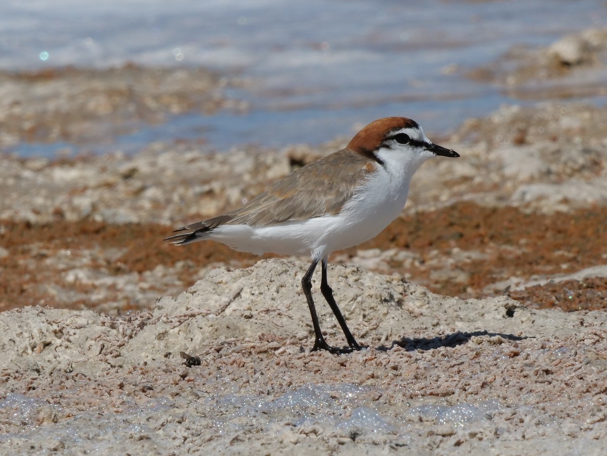 Red-capped Plover - ML140273951