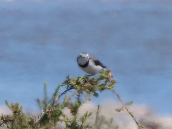 White-fronted Chat - ML140274961