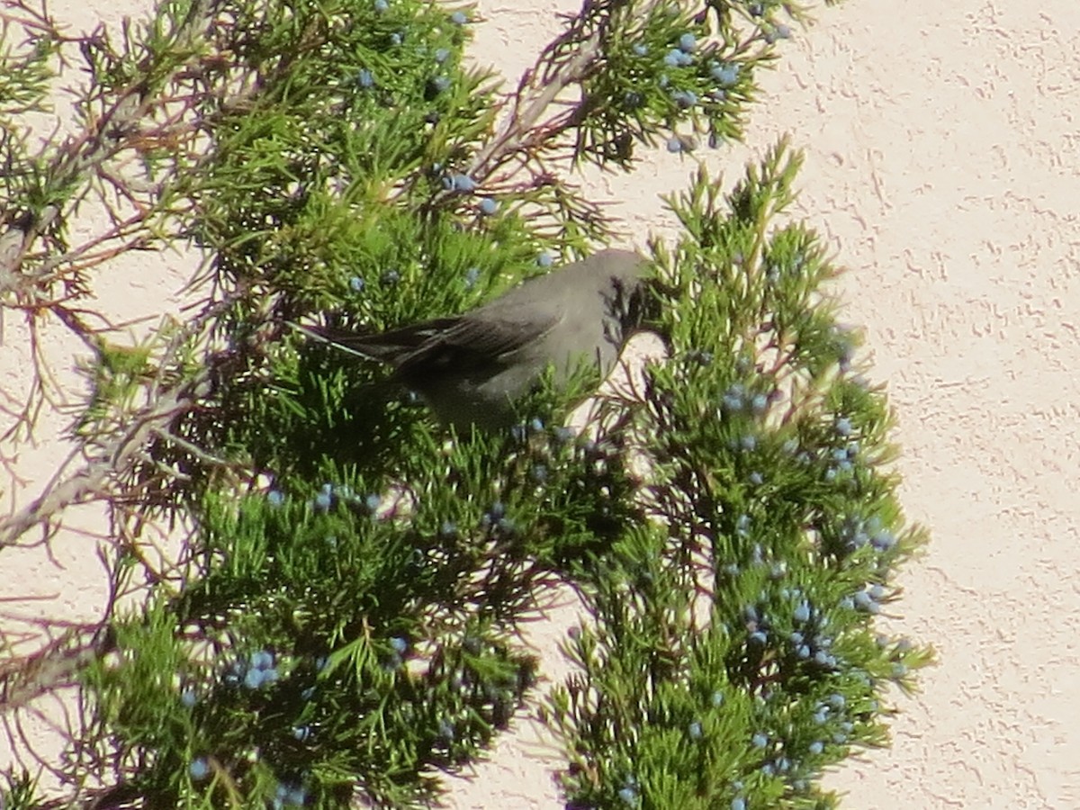 Townsend's Solitaire - ML140278991