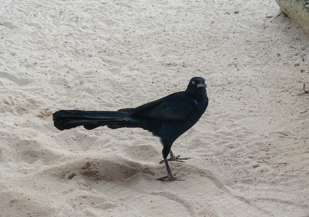 Great-tailed Grackle - ML140280741