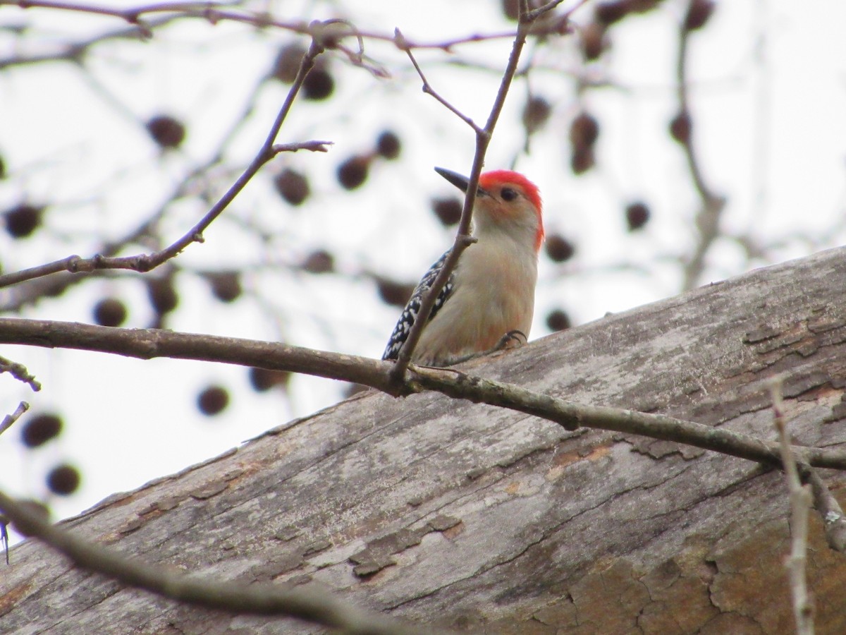 Red-bellied Woodpecker - ML140280951