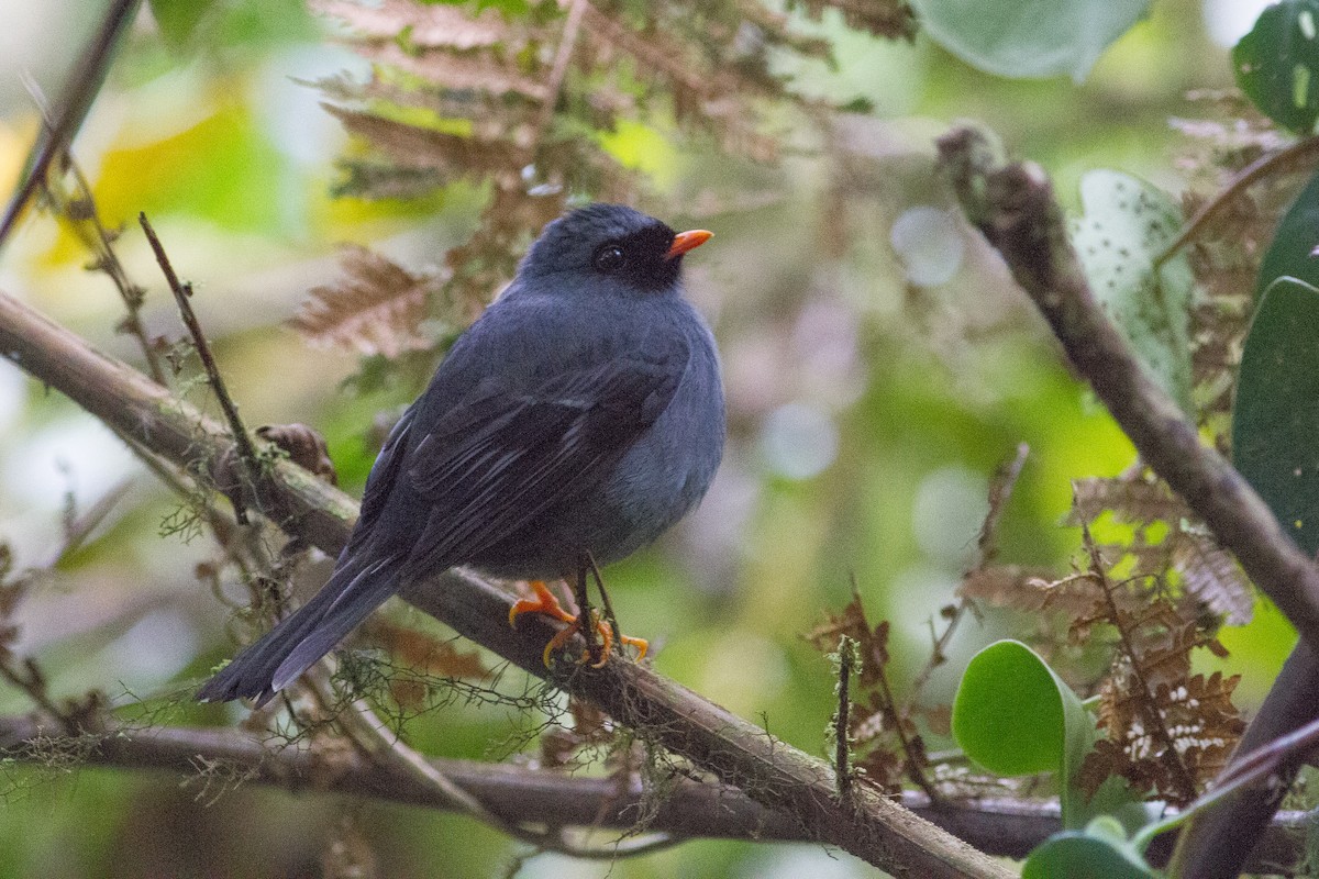 Black-faced Solitaire - ML140281921