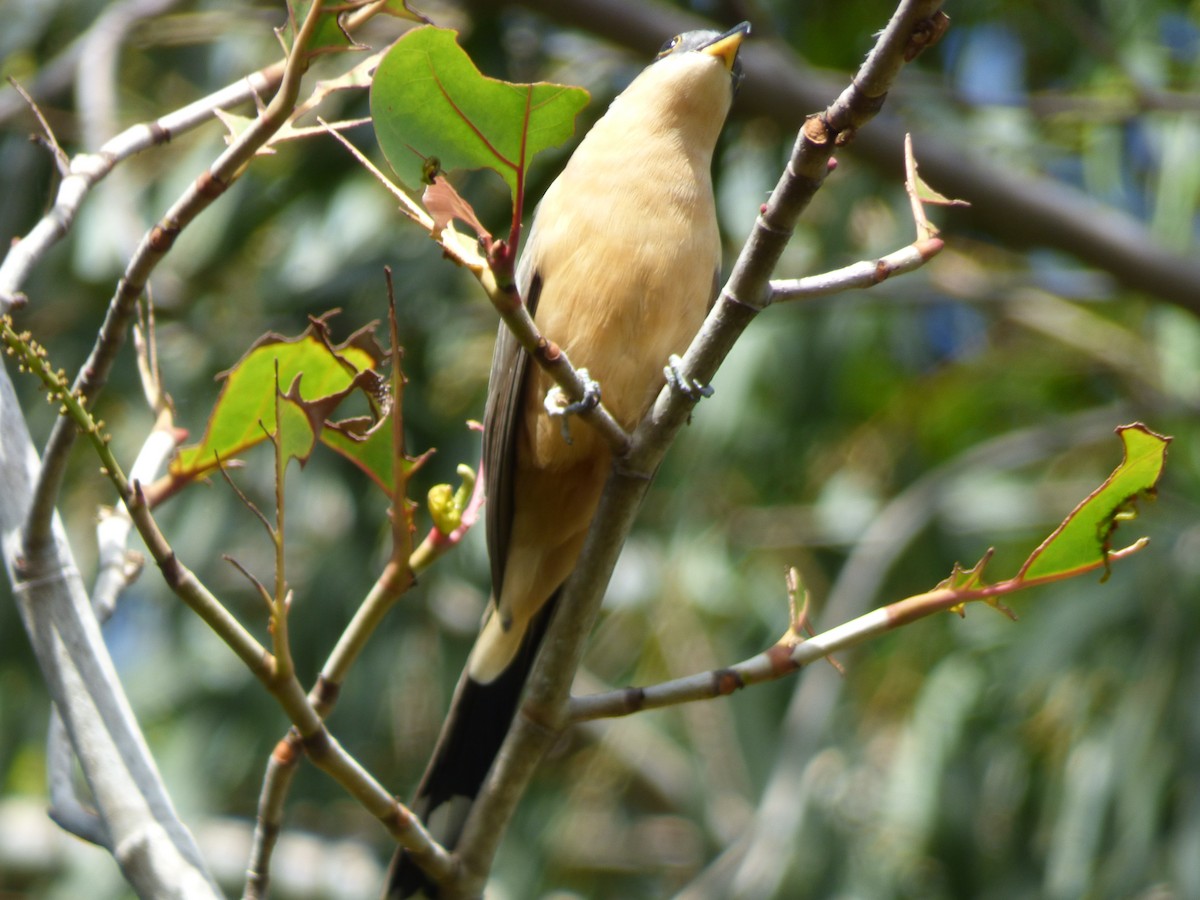Mangrove Cuckoo - Cenaida Moncada