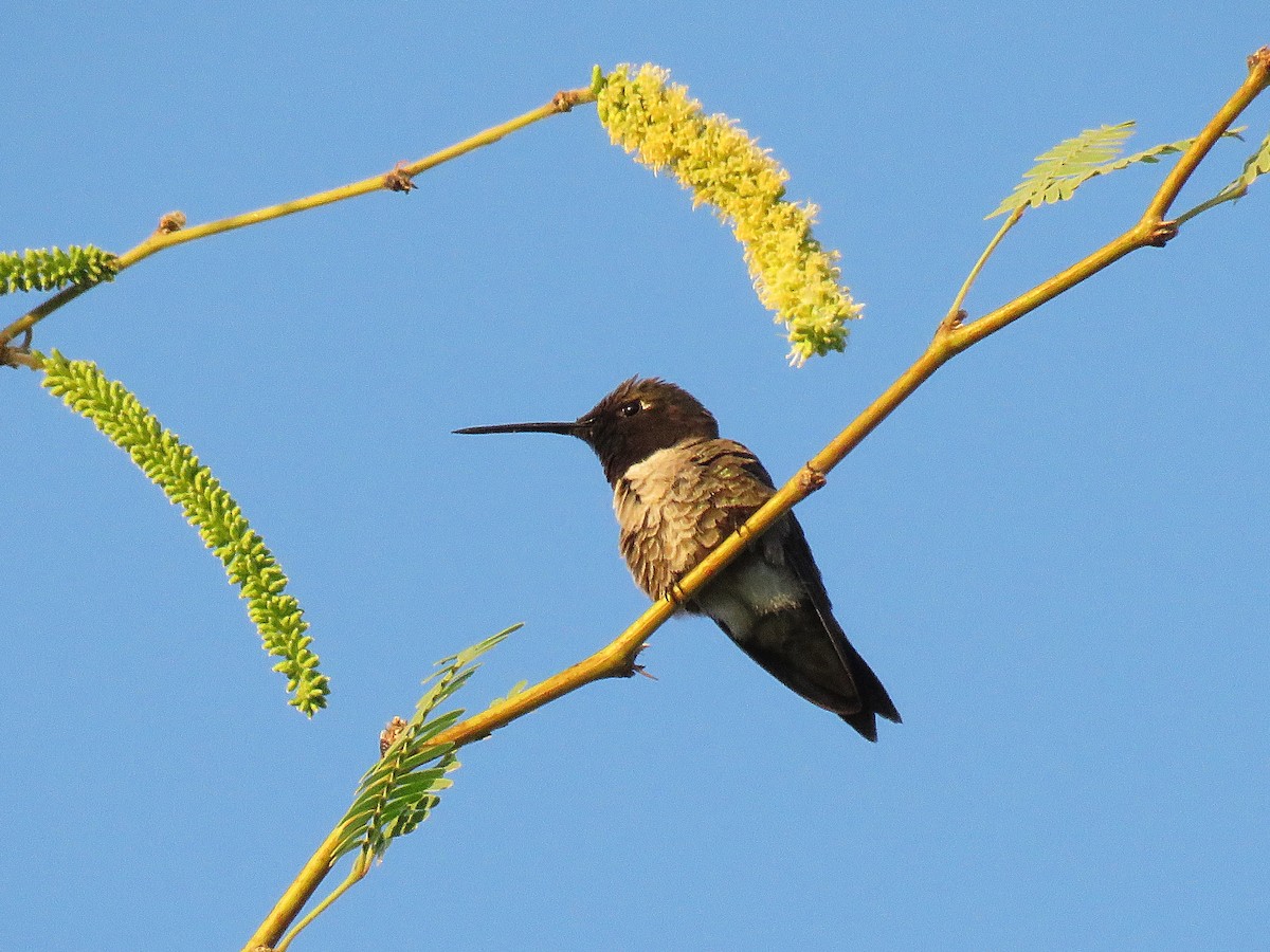 Black-chinned Hummingbird - Benjamin  Jones